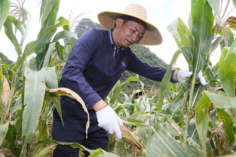 馬超毅帶領(lǐng)鄰家公司黨員到貧困戶田地中收玉米2.jpg